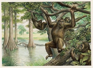 Rare 10 million-year-old fossil unearths new view of human evolution