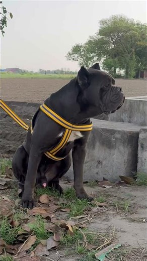 This Blue Cane Corso Is Built Different 😳