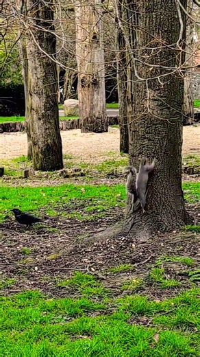 🎵🐦‍⬛ Squirrel runs up tree 🐿️