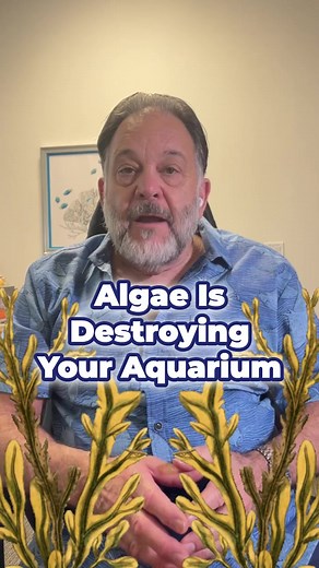 4.7K views · 37 reactions | Algae Is Destroying Your Aquarium How do...