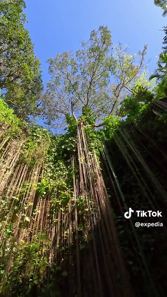 Discover Ik Kil Cenote in Yucatán, Mexico