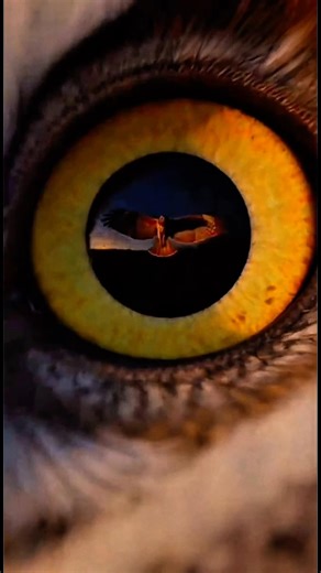 When the Hawk Attacks… The Baby Owl Freezes 😳#shorts