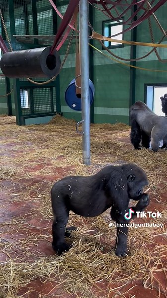 Can you hear the gorilla rumbles? Listen carefully. Calm rumbles such as these can be really quiet! #gorillas #conservation #wildlife