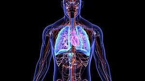 human lungs with circulatory system 3d animation