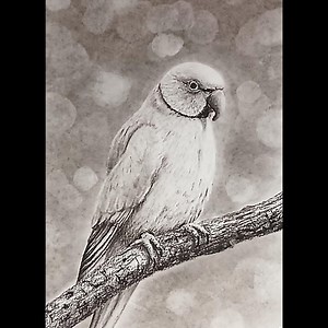 Parrot sketch drawing by charcoal pencil.