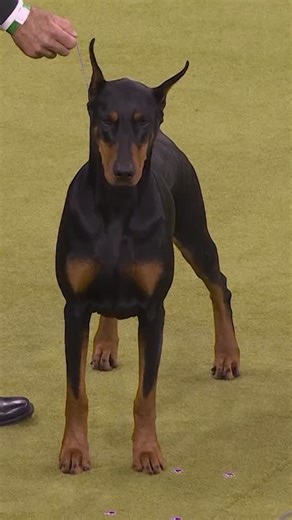 246K views · 22K reactions | Penny the Doberman pinscher takes Westminster’s Best in Show Penny, a 4-year-old Doberman pinscher, won Best in Show at the Westminster Kennel Club Dog Show, capturing the most prestigious prize at the event’s 150th anniversary, held in New York City. #westminsterdogshow #bestinshow #dobermanpinscher #pennythedoberman #nyc | Reuters | Facebook