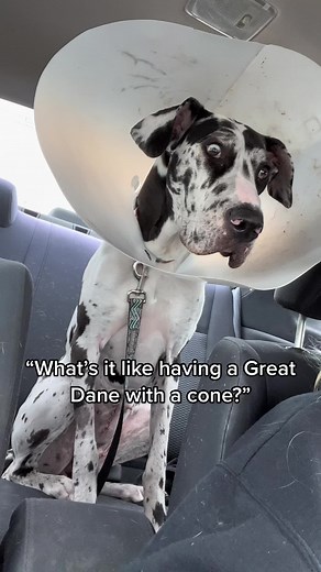 Adorable Harlequin Great Dane Puppy with Cone of Shame