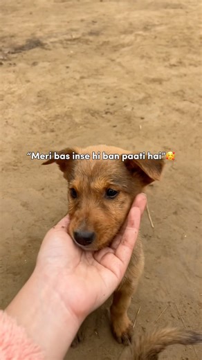 😭🤌🏻🤌🏻 #shorts #explore #explorepage #dog