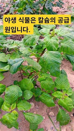 It turns out that this wild vegetable growing by the roadside contains four times more calcium th...