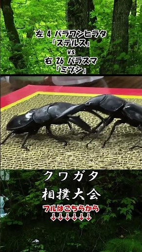 Palawan stag beetle Stealth vs Pallasma Mizushi #insect battle #stag beetle