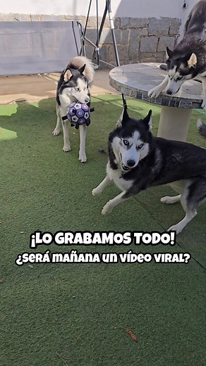 8.5K views · 930 reactions | Así funciona la 'magia' de mis huskies...