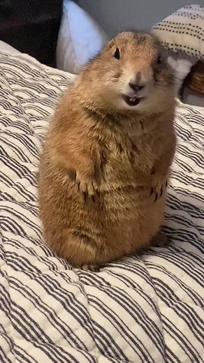 #prairiedog #lovehimsomuch #petsoftiktok | Prairie Dog