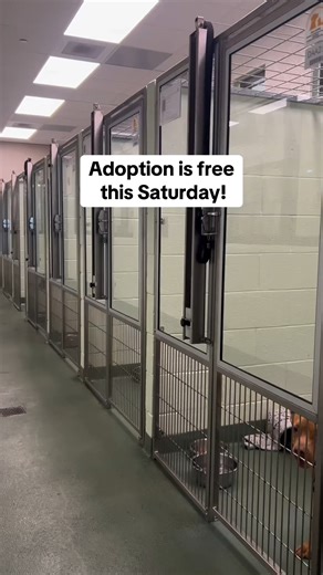 588K views · 6.6K reactions | I want them all ❤️ | Puppy Rescue | Facebook