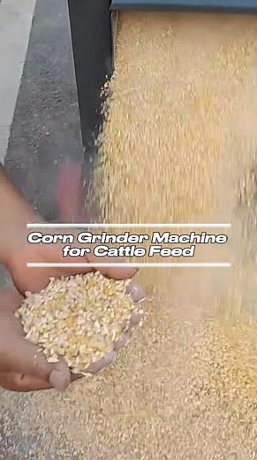 Corn Grinder Machine for Cattle Feed | Small Farm Maize Hammer Mill