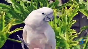 Top 5 Best Eagle Attacks On Human | Best Attacks of Eagles