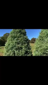 6.2K views · 89 reactions | Tis’ the season to be jolly! Did you get a Christmas tree yet? ☺️❣️ | Mia Monet | Facebook