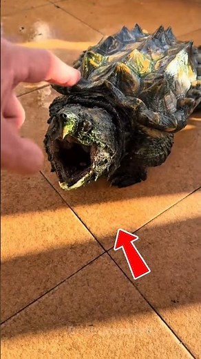 World’s Most Dangerous Turtle | Deadliest Bite 1000 PSI #reels #facts