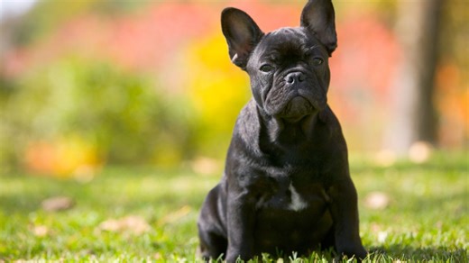 The Top 10 Most Expensive Dog Breeds to Own—from Frenchies to Mastiffs