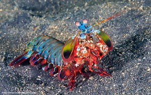Peacock Mantis Shrimp | Oceana