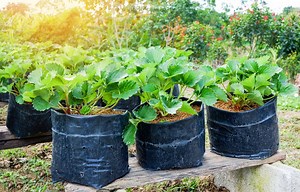 Peut-on déplacer des fraisiers, repiquer et transplanter ?