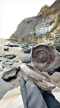 Jurassic Age limestone ball of rock and even a Fossil Squid-Like Creature 🤯