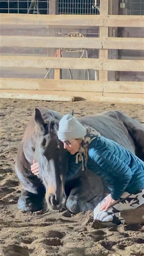Meet the Helping Hands “dream team”. I don’t think we could ever find three horses that could ever work as well together as these three do in our equine therapy program. Rhapsodie, seen here getting some TLC from one of our volunteers, was a rescue that came to Helping Hands more than 13 years ago. Persie was a difficult horse in the jumper world who was no longer rideable because she reared all the time. And the third horse Pride, a beautiful Gypsy Vanner who was donated to our program last sum
