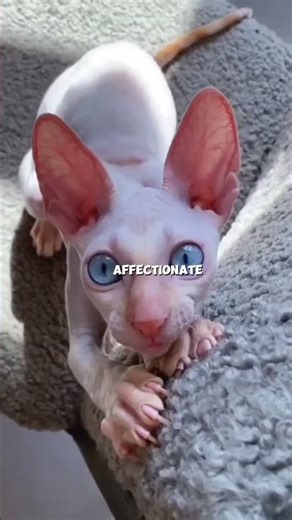 “Why the Sphynx Cat Is the Strangest Pet Ever!” #sphynxcat #catfacts #shorts #catsofyoutube
