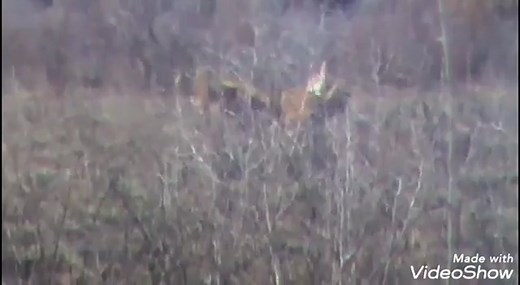 Dogs Running Free in Beautiful Countryside