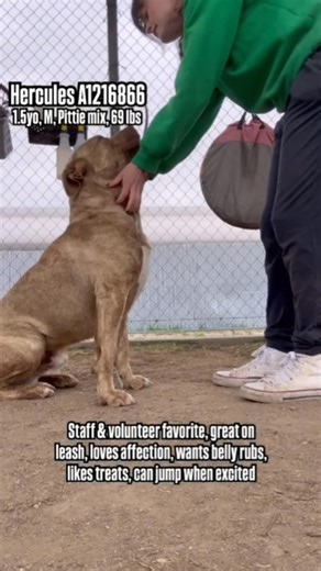 2.4K views · 62 reactions | pleaseadoptmeca with HERCULES!  ID#...