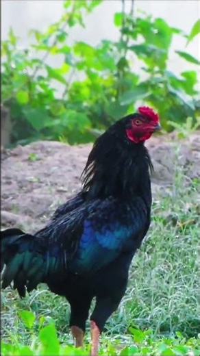 Rooster Loud Crowing in Morning | Natural Farm Wake-Up Call #shorts