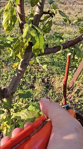 Pravilni rez ##pruning #fruitcutting #fruit #fruits #agriculture #agro #nature #garden #plants #tree