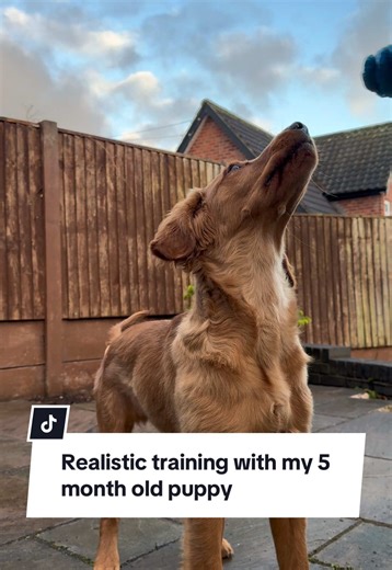 Ronnie the Retriever on TikTok