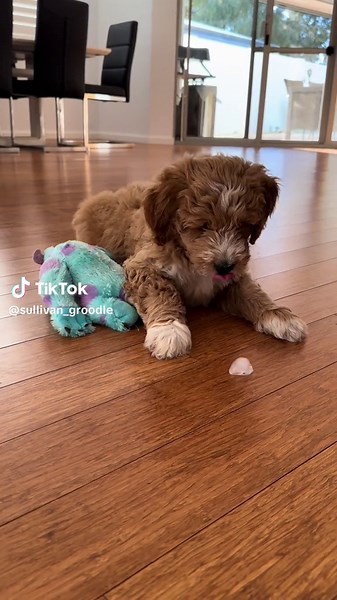 Sully: The Perfect Groodle Puppy for a Silly Life