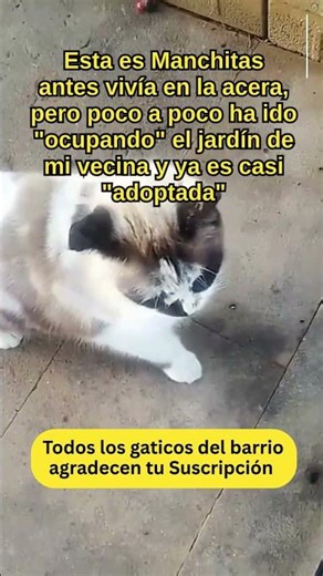 Manchitas #catvideos #cat #gatos #gato #chat #michis