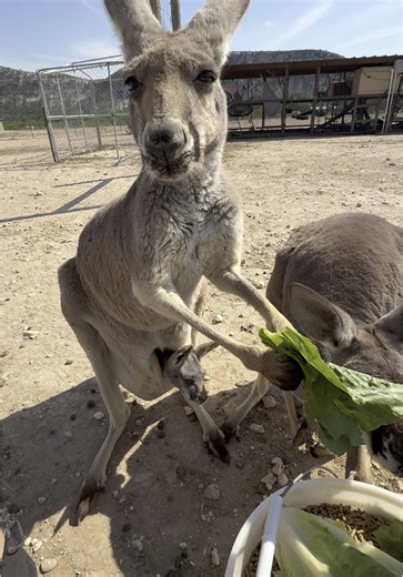 Cute red kangaroos Spring, Sophie, and Sandy showing off their babies and having a snack #sanctuary #countrygirl #cute #funny #love #animal #texas #kangaroo