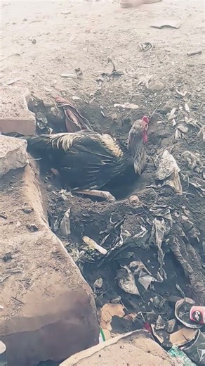 aseel kala java murga