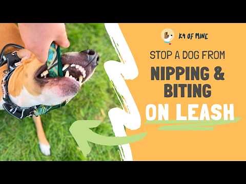 Dog Biting the Leash or You on Walks? Try This!