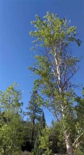 Quaking Aspen Trees (Nature Sounds)