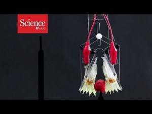 Snippet: New robotic gripper combines two types of soft robot tech