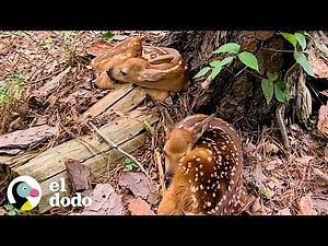 Chico intenta reunir a los venados bebés con sus mamás | El Dodo