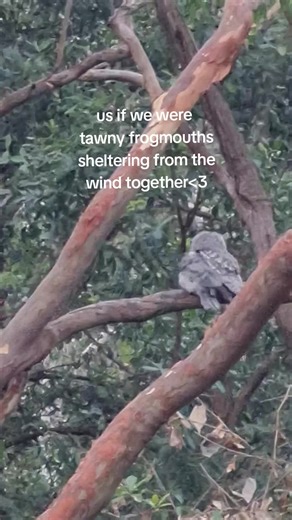 Tawny Frogmouths Sheltering Together in My Yard