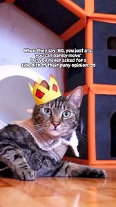 You are here to serve with honor and obedience. Snarkiness will not be tolerated. 🍽👀😹 . Do your humans have silly rules nobody actually follows? 🙈❤️🐾 #liamtheeverydaycat #catking #catsarefamily #bosscat #funnycat #catrelatable #catownerproblems #petparent #catig #meowed #kitties #catsoncatnip #welovecats #catslife #themeowlife | Liam The Everyday Cat