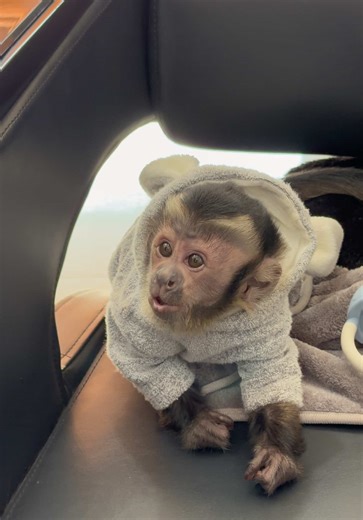 มี๊ทำผมนานอ่าาา เรียกเสียงดังเลย #capuchin #monkey ❤️🐵