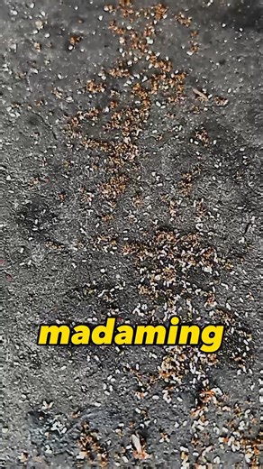 2016 Mitsubishi Mirage; DOOR LATCH CLEANING (grounded wiring) #preventivemaintenanceservices #carmaintenance #underchassisexpert #casaalternative #automotive #carrepair #carrepairshop #autorepairs | Underchargers