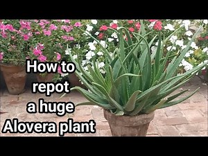 How to repot and Propagate Alovera Plant(Care and Tips)