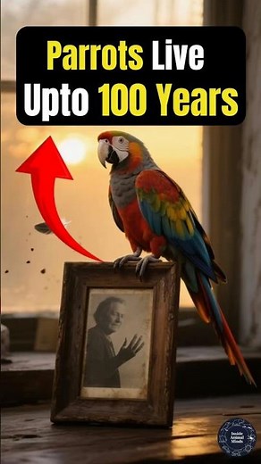Parrots Live for 100 Years and Never Forget Their Owners!