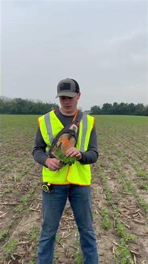 Vegetative Soybean Growth Staging