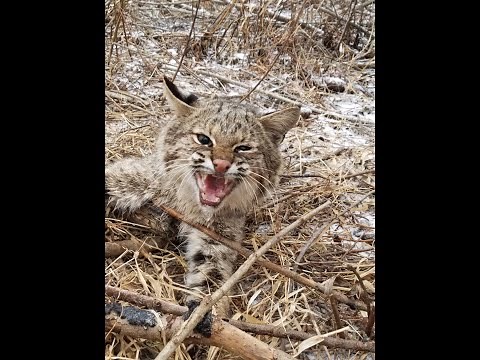 Trapping and releasing ONE ANGRY BOBCAT!