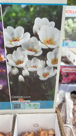 #add WEBSHOP https://pergolanurseries.ecwid.com MINI BOTANICAL CROCUS ..plant from now for early spring. Available in WEBSHOP https://pergolanurseries.ecwid.com ALL IRELAND DELIVERY 🚚 32 Counties Pergola Nurseries Garden Corner, Virginia, Co Cavan “A gardeners oasis of quality plants “ Open Tuesday to Saturday 10.3-5 Open Sundays 2-5 #fyp #flowerbulbs #gardenideas #gardenmusthaves