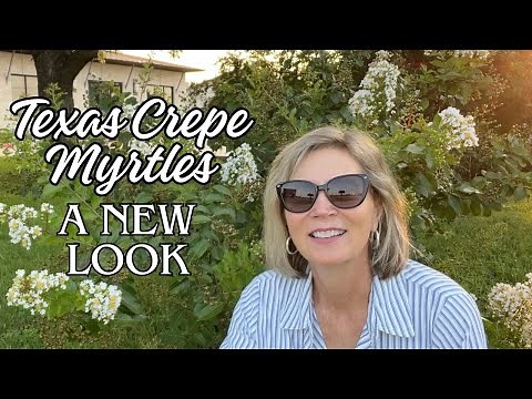 Texas Crepe Myrtles - A New Look In The Garden -